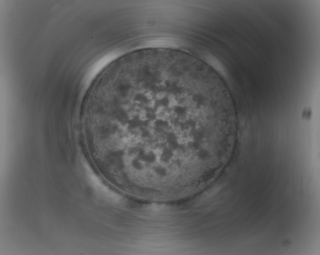 X0000114661087200910201525