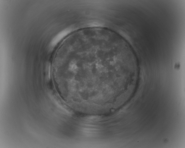 X0000114661171200910201524