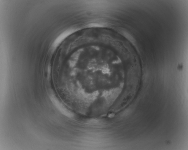 X0000114661179200910201524