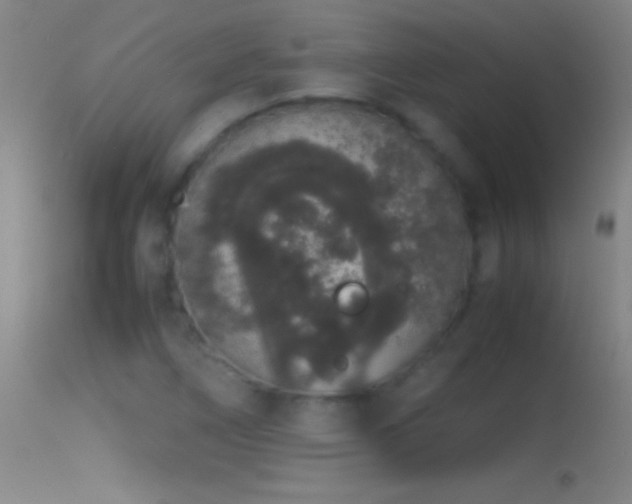 X0000114661266200910201523