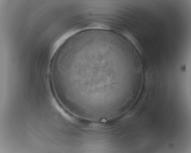 X0000114661379200910201521