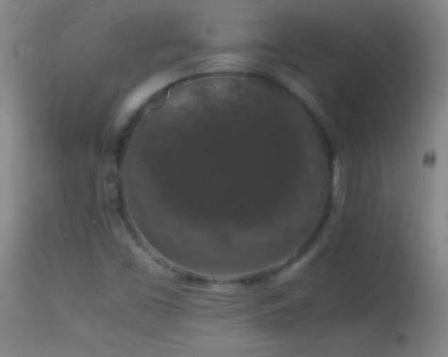 X0000114661453200910201520