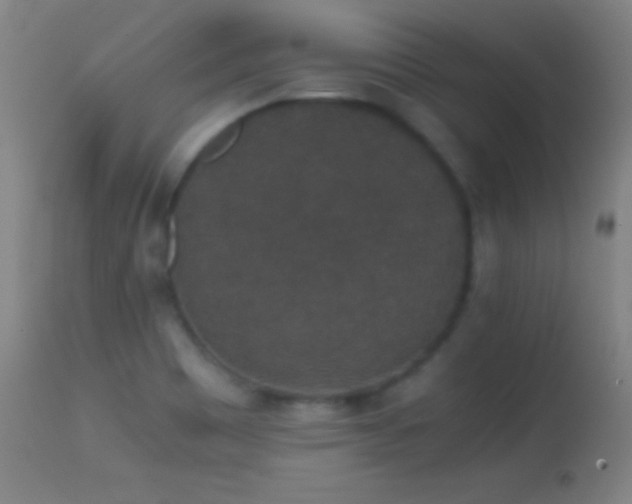 X0000114661465200910201520