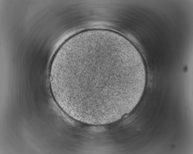 X0000114661384200912011125