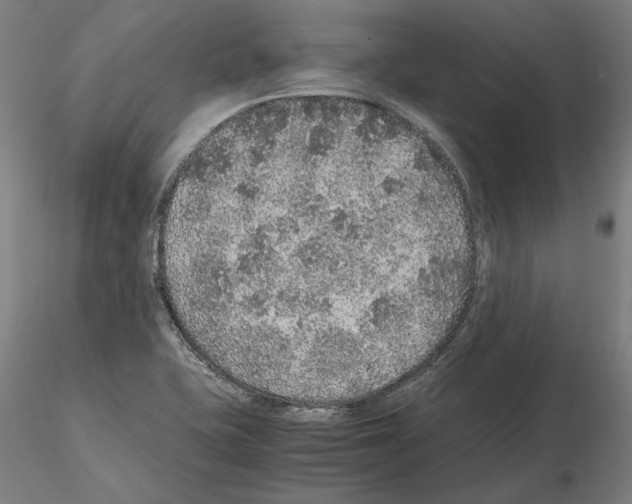 X0000114661415200912011124