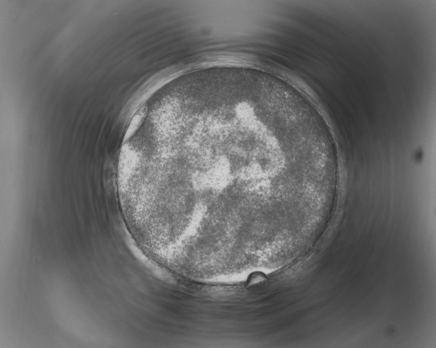 X0000114661433200912011125