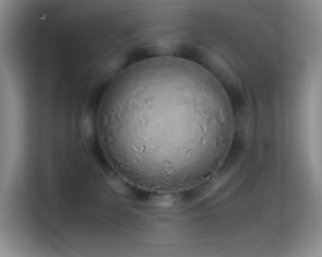 X0000114680131200910211218