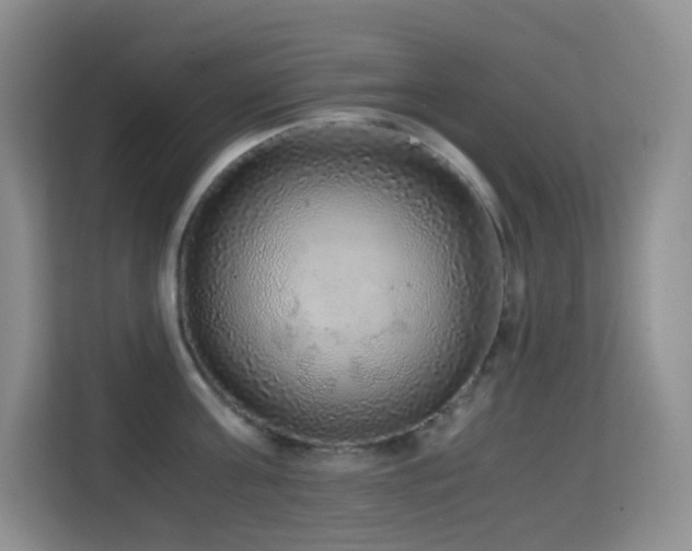 X0000114680811200910211209