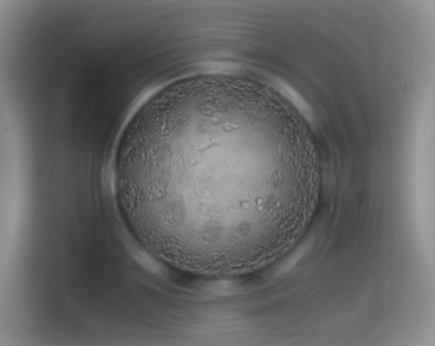 X0000114680891200910211208