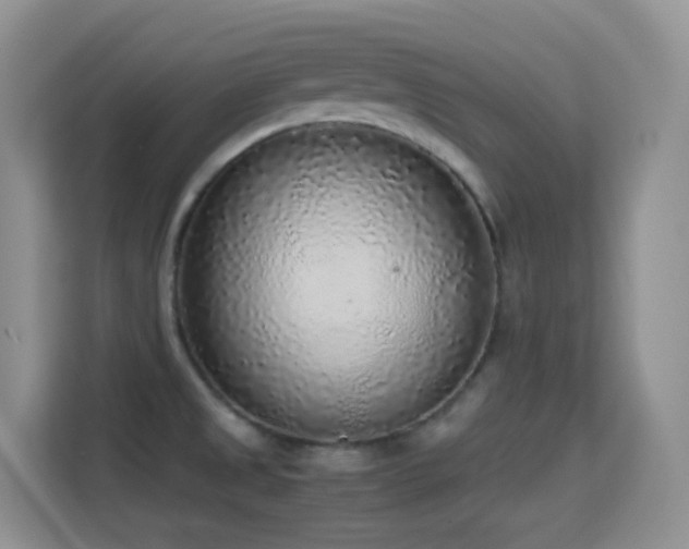 X0000114681525200910211200