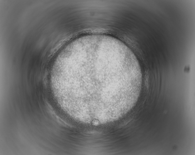 X0000114990206200912071124