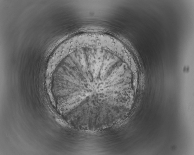 X0000114990529200912071119