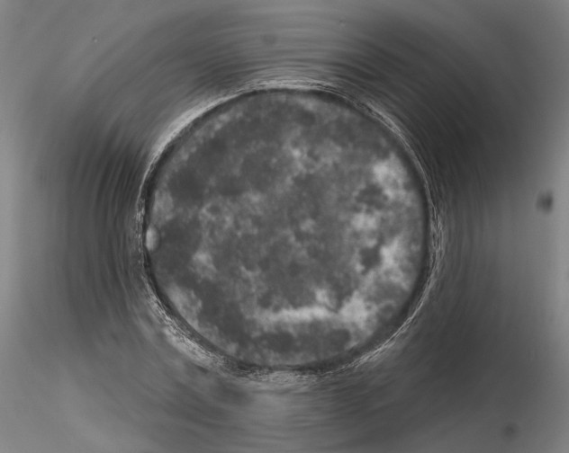 X0000114990779200912071116