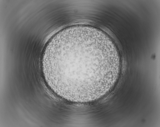 X0000114990834200912071115