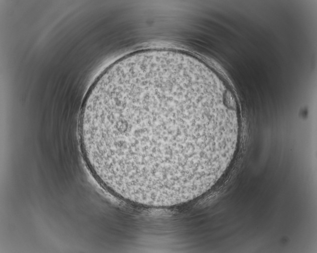 X0000114990847200912071115