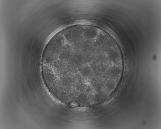 X0000114990853200912071115