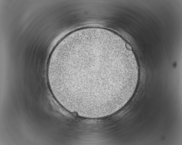 X0000114991240200912071110