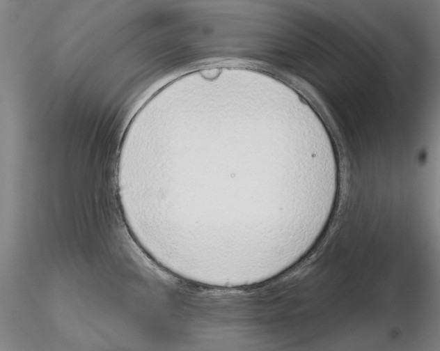 X0000114991244200912071110