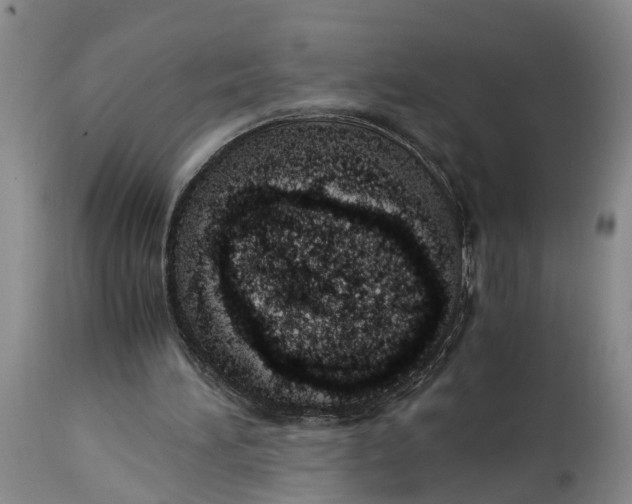 X0000115000196200911161545