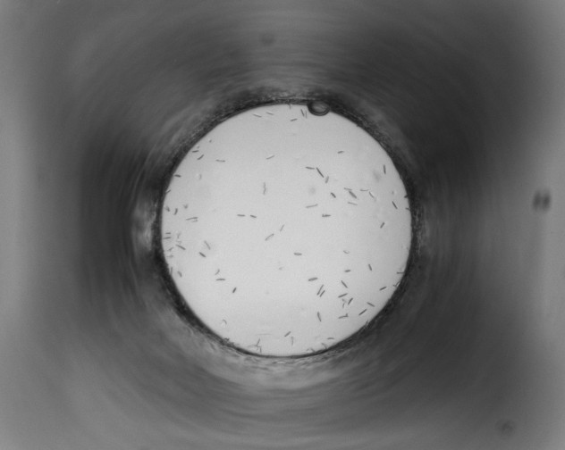 X0000115000026200911231215