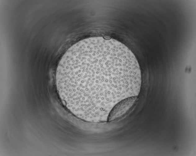 X0000115000038200911231214