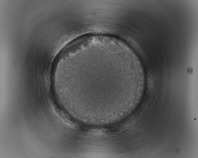 X0000115000488200911231208