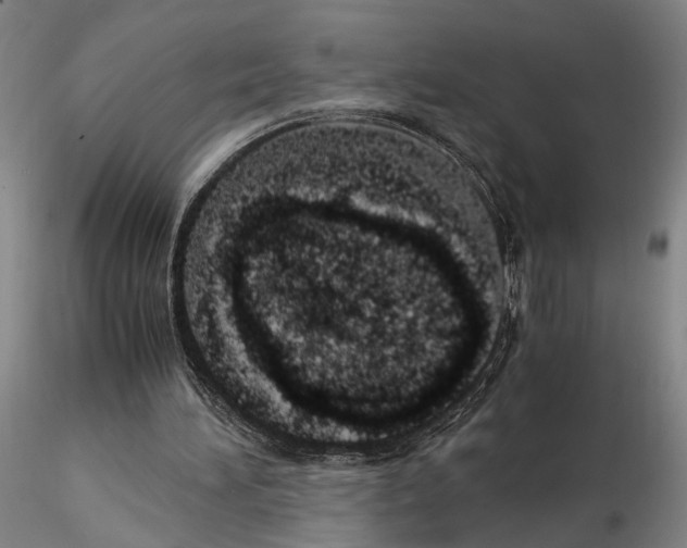 X0000115000196200912071148