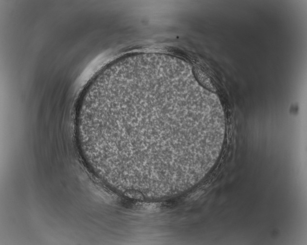 X0000115000295200912071146