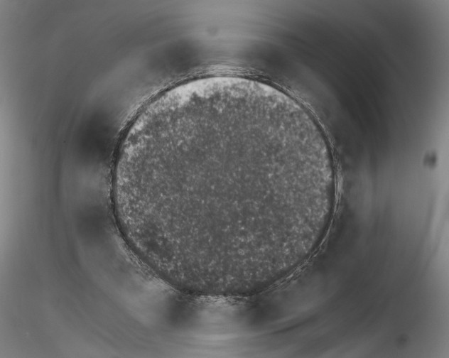 X0000115000297200912071146