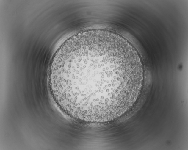 X0000115000906200912071137