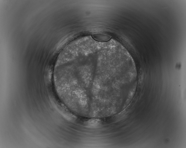 X0000115010124200911231236