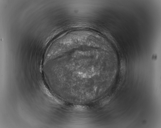 X0000115010585200911231229