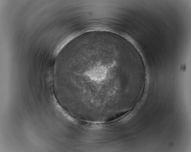 X0000115011385200911231217