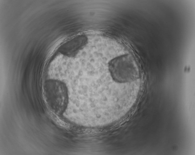 X0000115010145200912071212