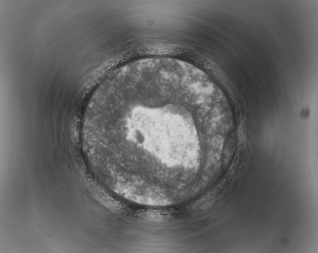 X0000115010305200912071210