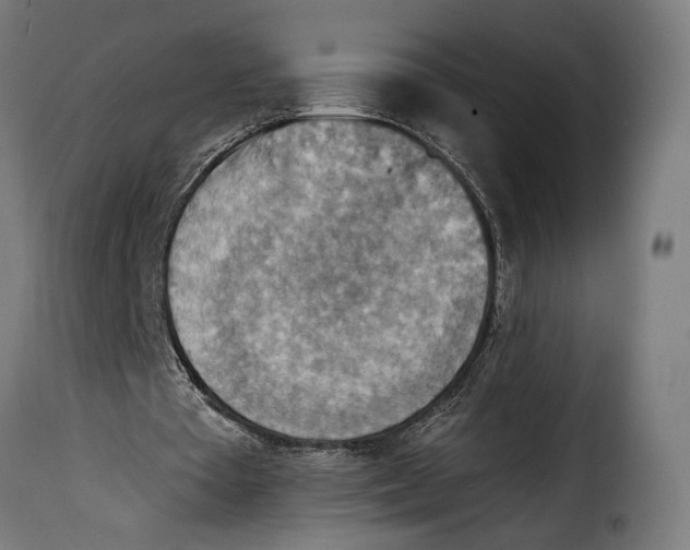 X0000115020385200911231255