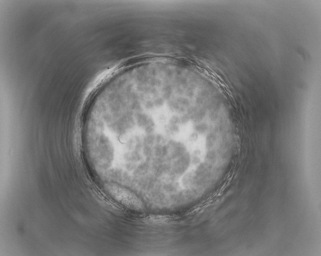 X0000115020149200912071034