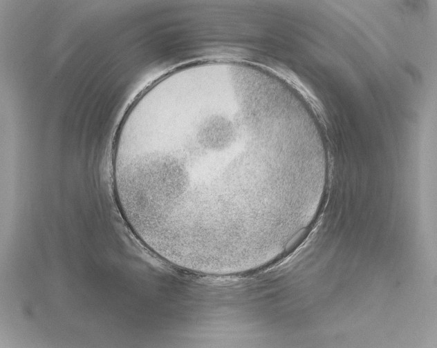 X0000115021240200912071021