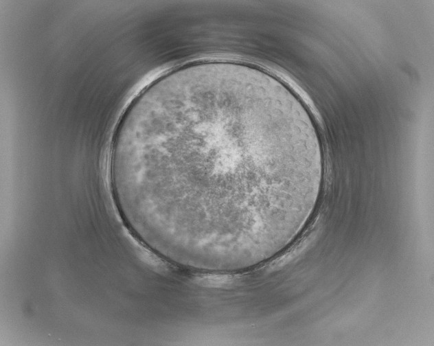 X0000115021245200912071021