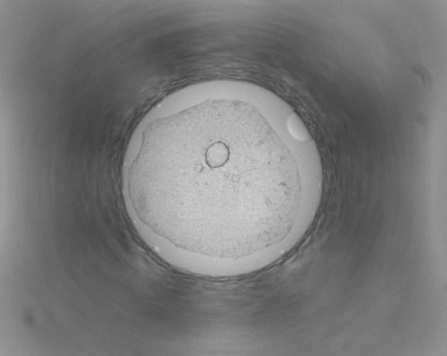 X0000115030820200911231110