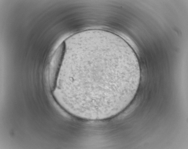 X0000115030906200911231110