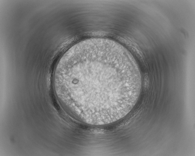 X0000115030206200912071055