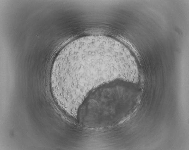 X0000115030529200912071050