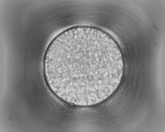 X0000115031335200912071040