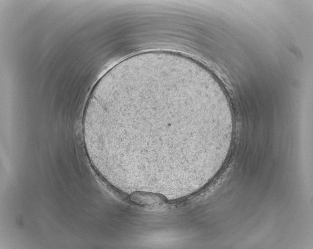 X0000115031521200912071037