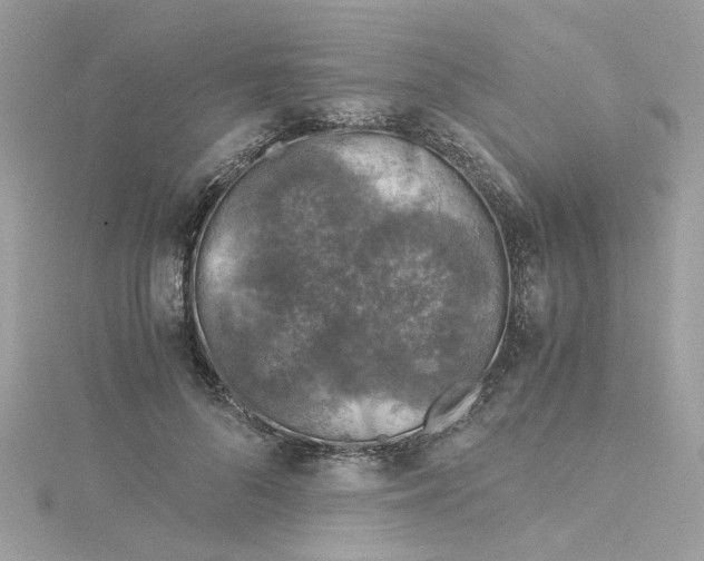 X0000115040696200911161527