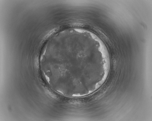 X0000115040729200911161526