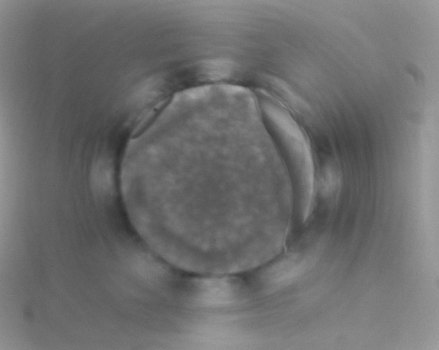 X0000115040524200911231135