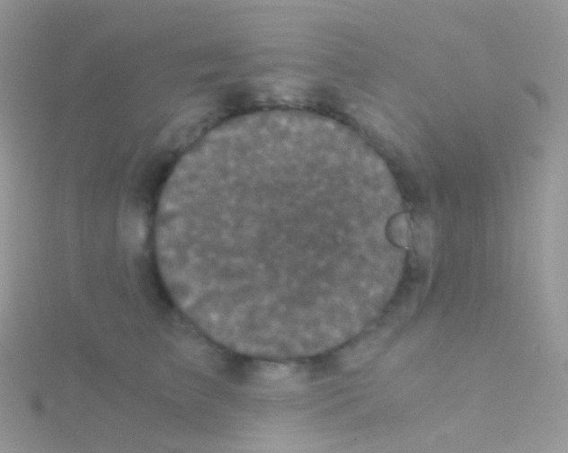 X0000115040709200911231133