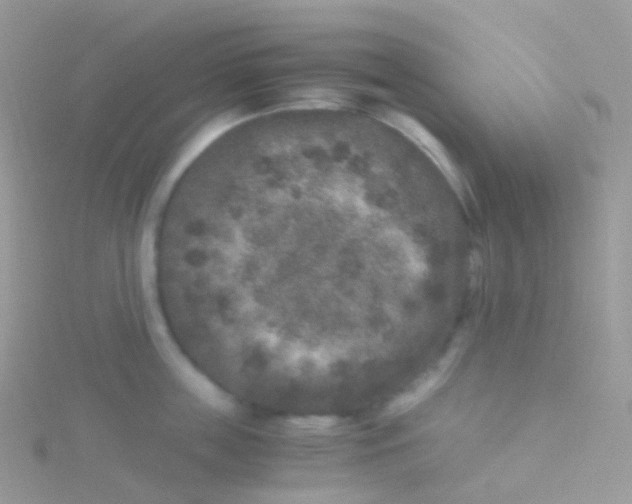 X0000115040859200911231131